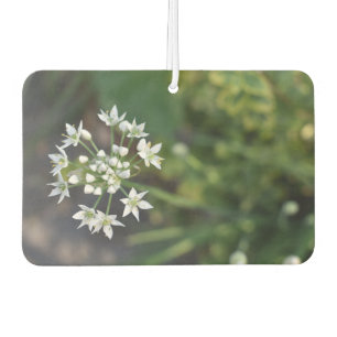 White Flowers Delicate Floral Blossom Nature Photo Air Freshener