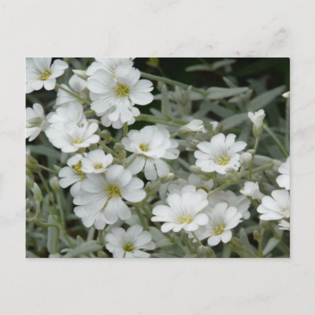 White Flowers From Garden Postcard (Front)