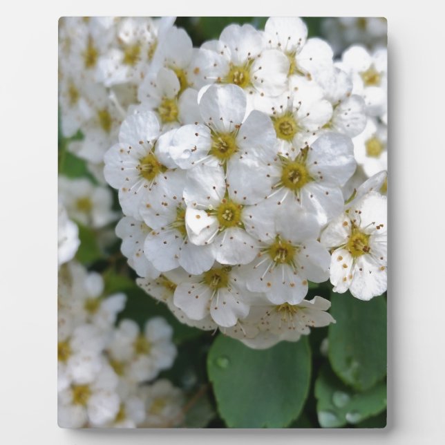 White flowers glowing plaque (Front)