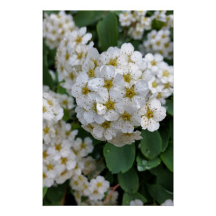 White flowers glowing poster