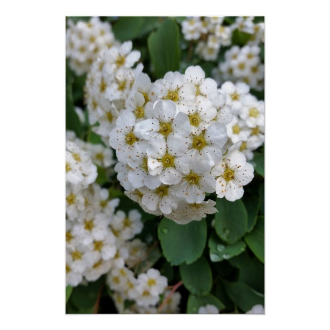 White flowers glowing poster (Front)