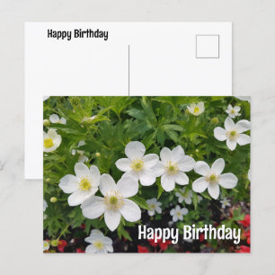 White flowers Happy Birthday. Anemone canadensis Holiday Postcard