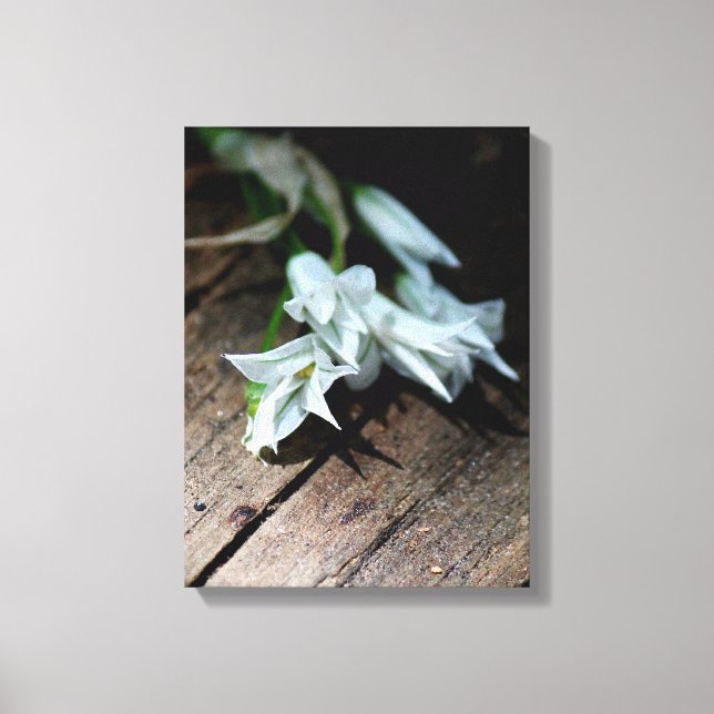White Flowers On A Bench  Canvas Print (Front)