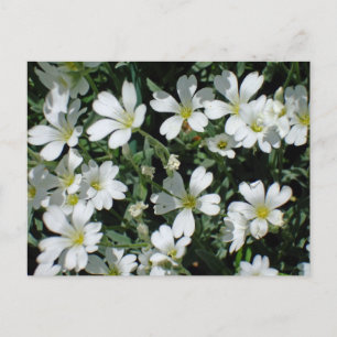 White Flowers on a Bright Day Postcard