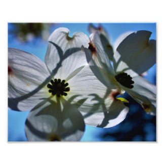 white flowers photo print