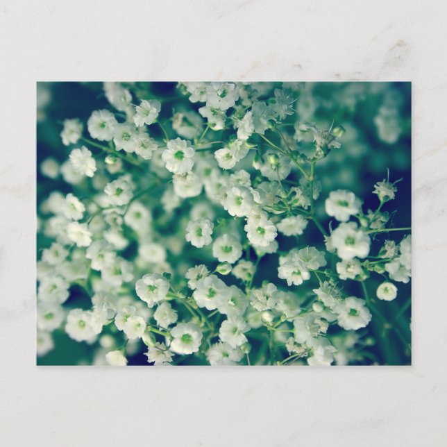 White flowers postcard (Front)