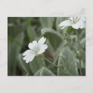 White flowers postcard, Auckland Domain Postcard