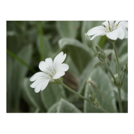 White flowers postcard, Auckland Domain Postcard