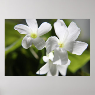 White flowers poster