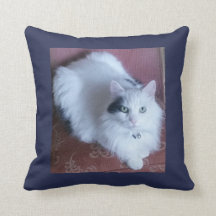 White fluffy cat cuddly long haired cute sofa