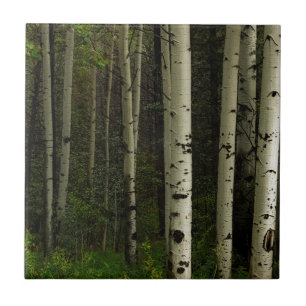 White Forest Tile
