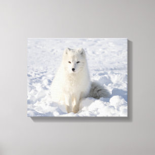 White fox canvas print