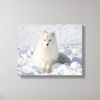 White fox canvas print
