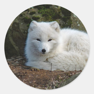 White Fox Photo Classic Round Sticker
