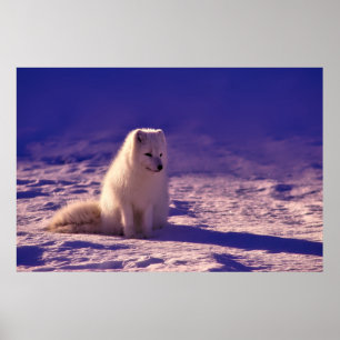 White fox poster
