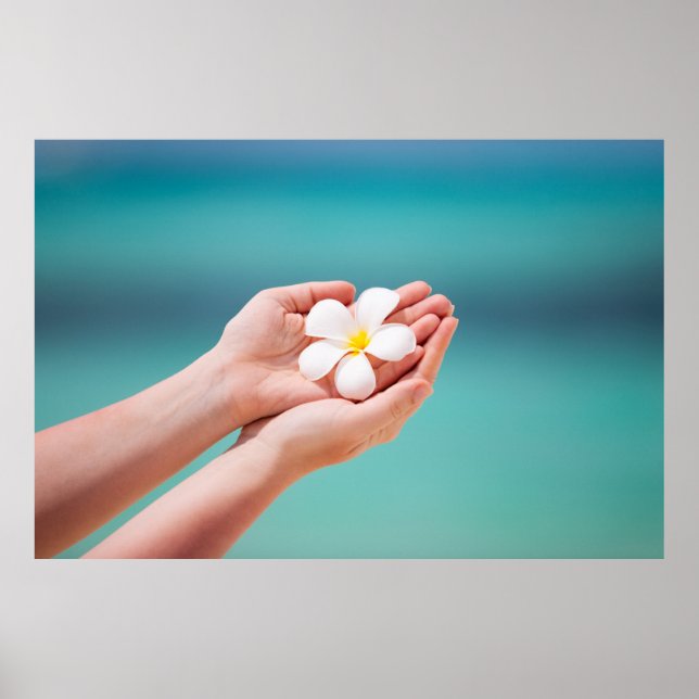 White frangipani flowers poster (Front)