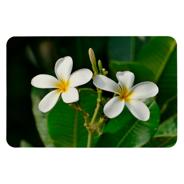 White Frangipani Magnet (Horizontal)