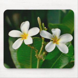 White Frangipani Mouse Pad