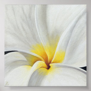 White Frangipani Poster