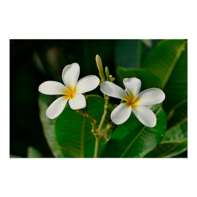 White Frangipani Poster (Front)
