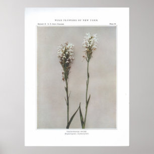 White-Fringed Orchis Poster
