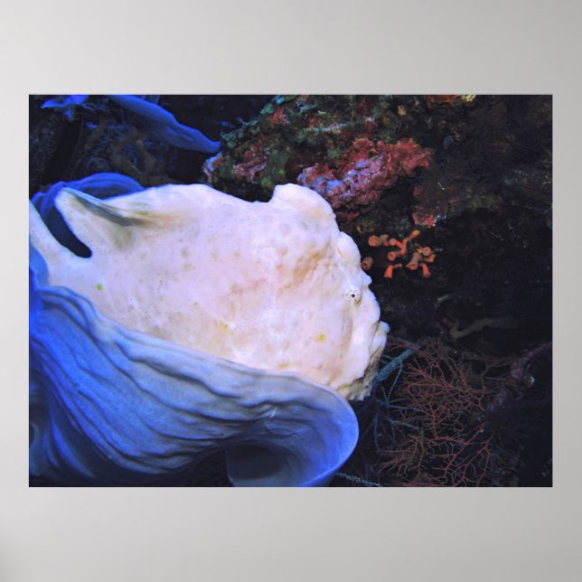 White Frogfish Portrait Poster (Front)