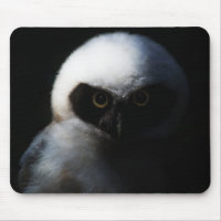 White Fuzzy Owl with Piercing Gaze