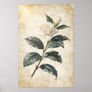 White Gardenia Botanical Study on Ivory Poster