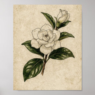 White Gardenia Branch Ink Botanical Study Poster