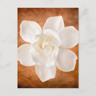 White Gardenia Flower Blossom Floral Postcard