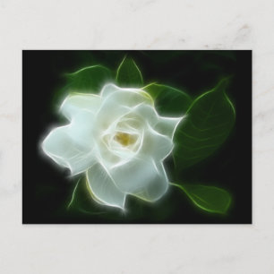 White Gardenia Flower Plant Postcard