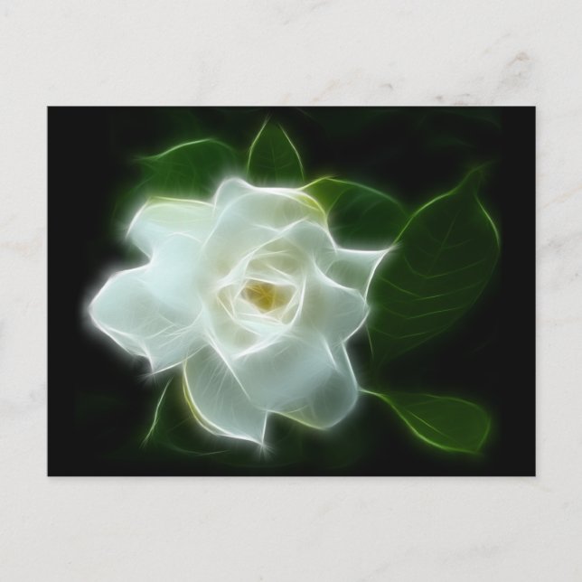 White Gardenia Flower Plant Postcard (Front)