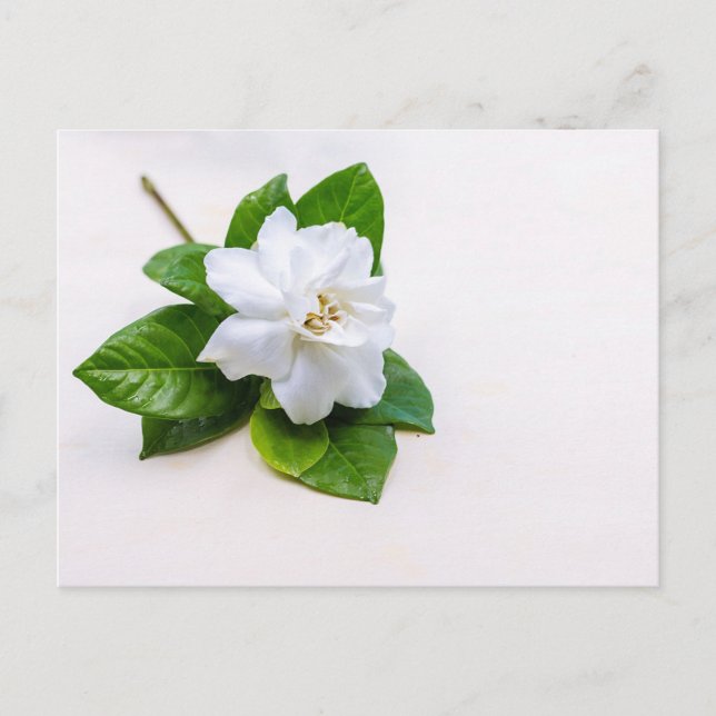 White Gardenia Flowers Postcard (Front)