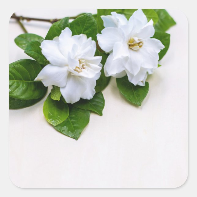 White Gardenia Flowers Square Sticker (Front)