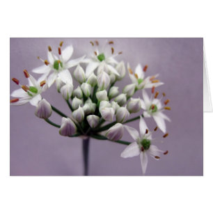 White Garlic Chive Blossoms on Purple