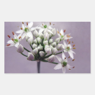 White Garlic Chive Blossoms on Purple Sticker