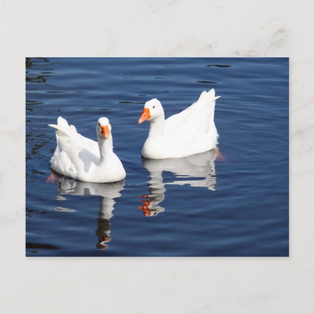 White Geese 9598 Postcard (Front)