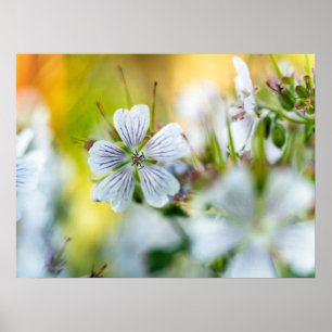 White Geranium Flower Abstract Nature Photograph Poster