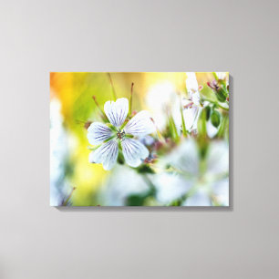 White Geranium Flower Blooming Summer Scene Photo Canvas Print
