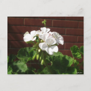 White Geraniums 6 Postcard