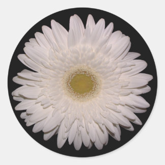 White Gerber Daisy Classic Round Sticker