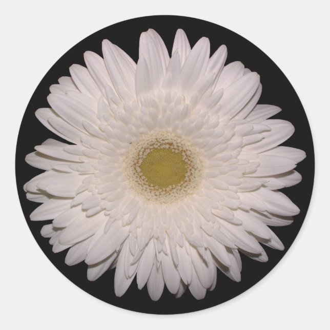 White Gerber Daisy Classic Round Sticker (Front)