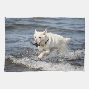 White German Shepard on Lake George Kitchen Towel