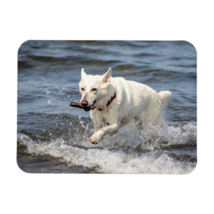 White German Shepard on Lake George Magnet