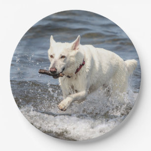 White German Shepard on Lake George Paper Plate