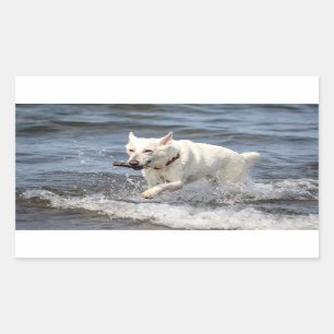 White German Shepard on Lake George Sticker