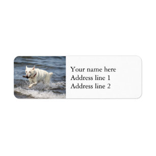 White German Shepard sur le lac George