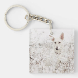 White German Shepherd in the Snow