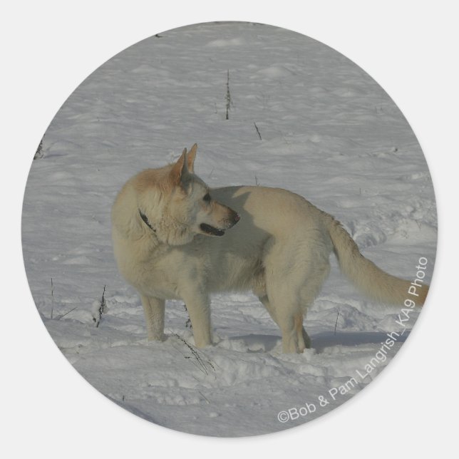 White German Shepherd  in the Snow Classic Round Sticker (Front)