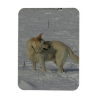 White German Shepherd  in the Snow